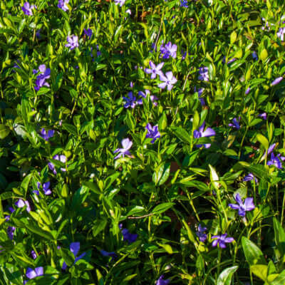 Vibrant purple periwinkle vines blooming in lush green foliage