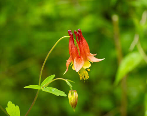 Vibrant red and yellow columbine, native fire-resistant landscaping flower