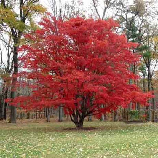 Vibrant red maple tree with fiery foliage in park, top beloved variety
