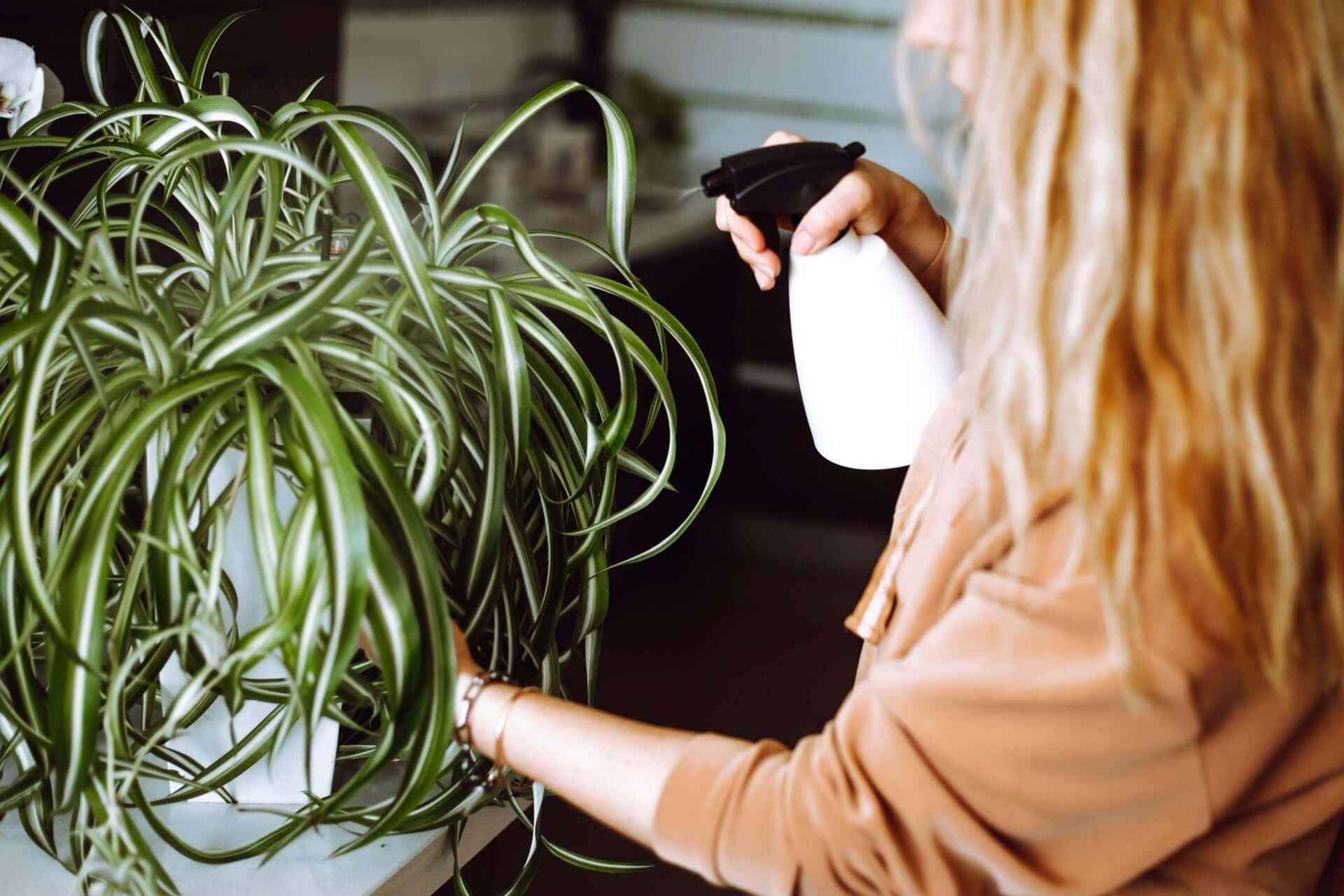 Lush green spider plant with white-striped leaves in The Incredible Benefits of Spider Plants