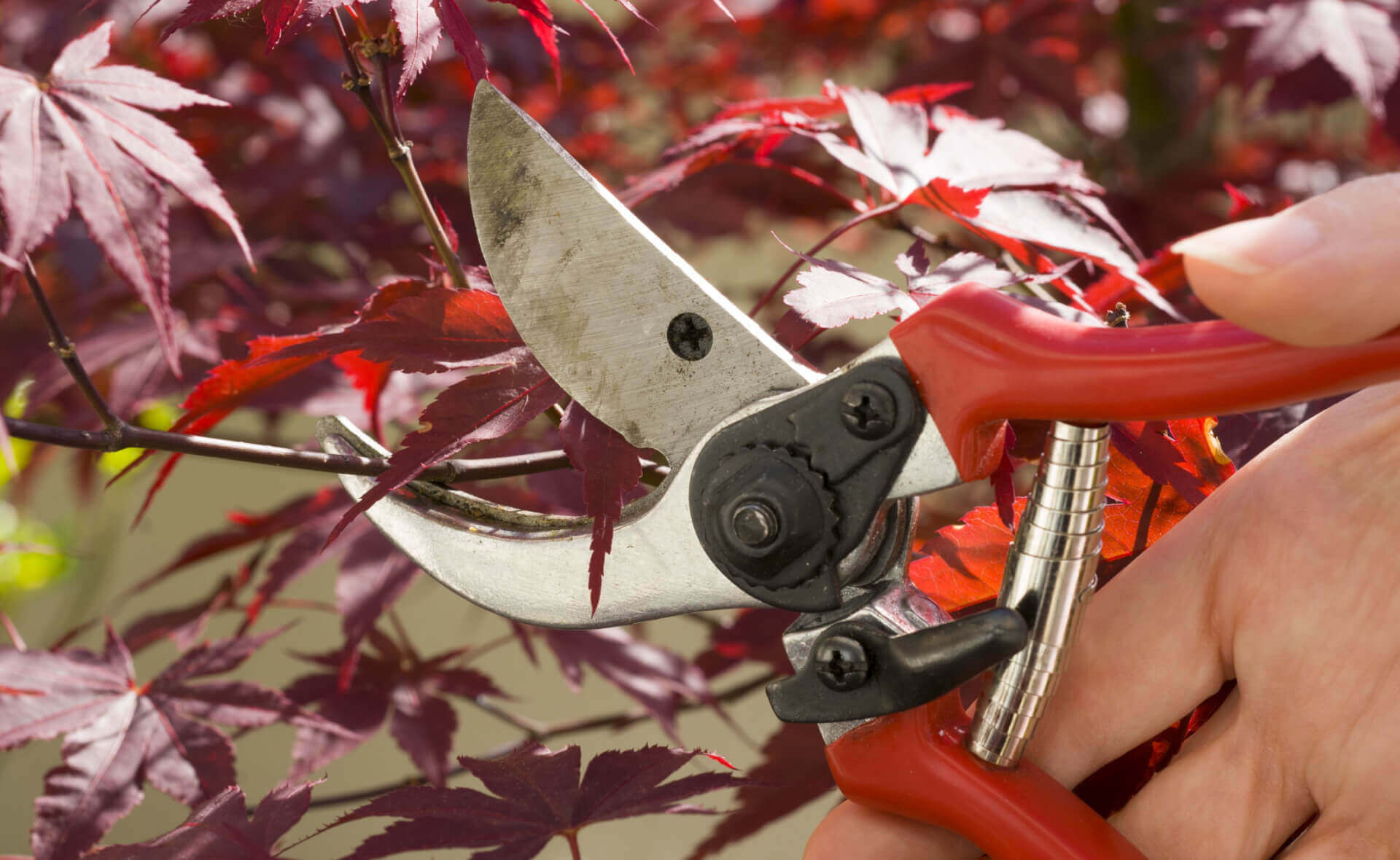 Red-handled pruning shears trimming Japanese maple branch