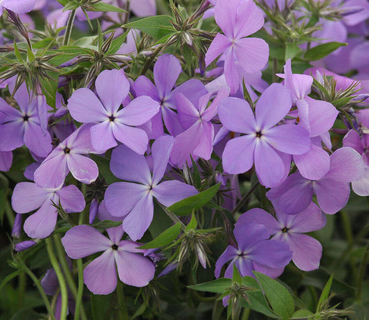 Vibrant purple phlox perennial flowers with dark centers amid green foliage