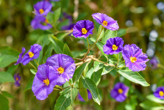 Vibrant Gentian Violet flowers with bright yellow centers blooming on bush