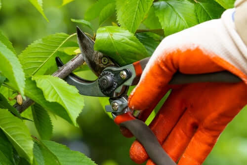 Orange-gloved hand pruning green foliage on ornamental tree with shears
