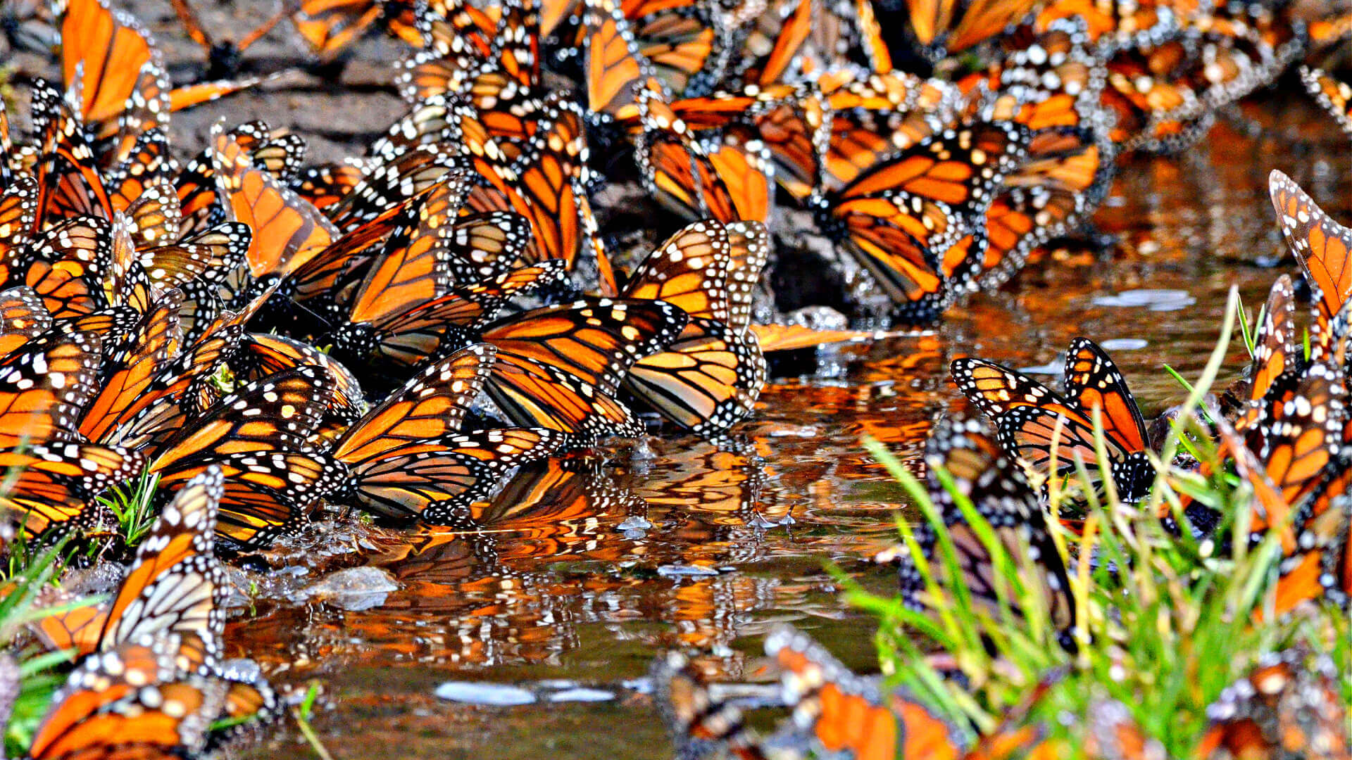 Dense monarch butterflies, state butterfly, clustered at water source