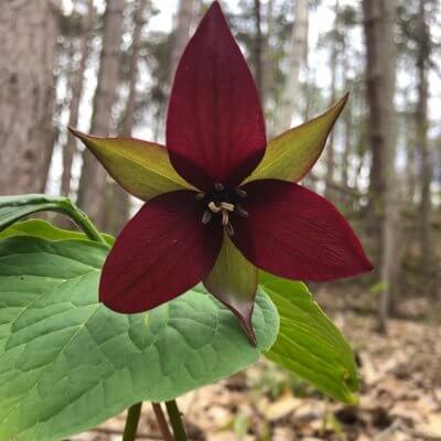 Red trillium burgundy blossom with green-tinted petals on forest leaf