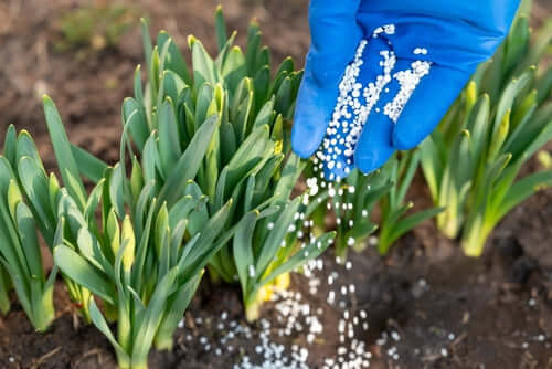 Hand in blue glove sprinkles fertilizer on outdoor plants