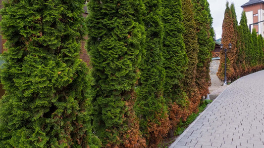 Tall dense green native evergreen trees line paved pathway in forest.