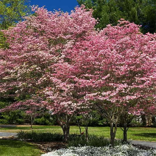 Lush pink dogwood tree with abundant blossoms, fast-growing variety