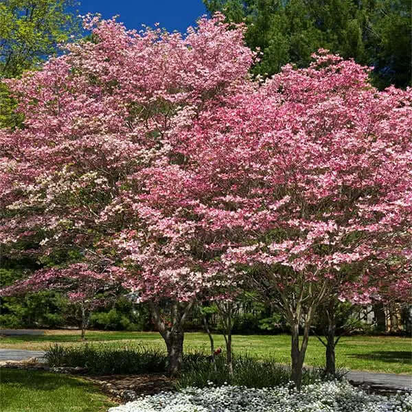 Lush pink dogwood tree with abundant blossoms, fast-growing variety