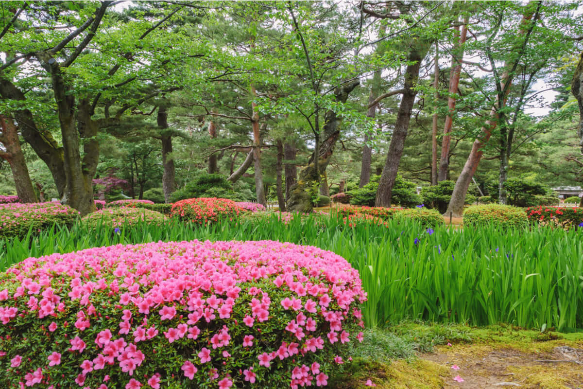 Vibrant pink azalea bush in full bloom, a diverse perennial mound.