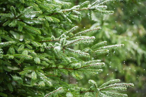 Frost-dusted evergreen branches perfect for fall, with snow-coated needles