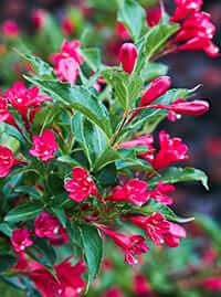 Vibrant red trumpet-shaped deer-resistant shrub flowers with glossy green leaves