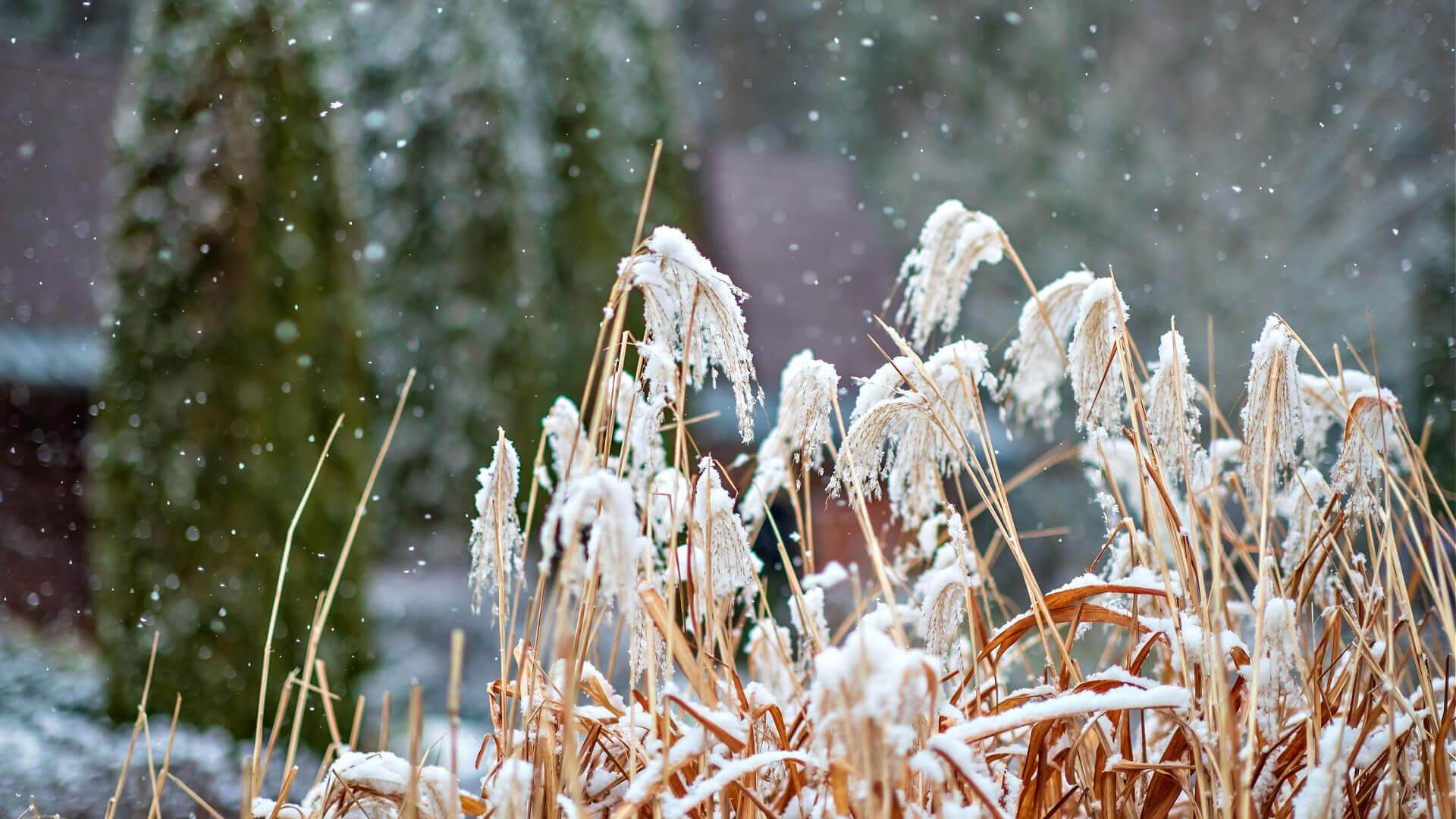 Frost-covered reeds with feathery plumes in winterized garden