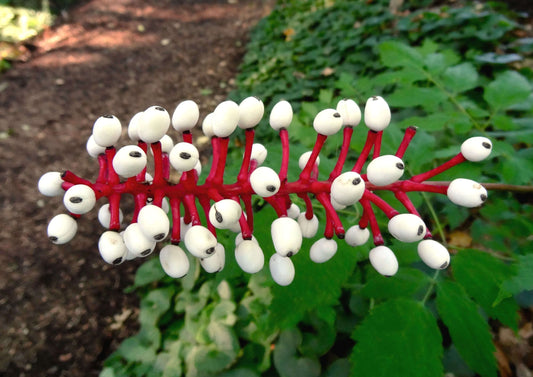 Doll’s eye plant cluster of white eye-like berries on red stem