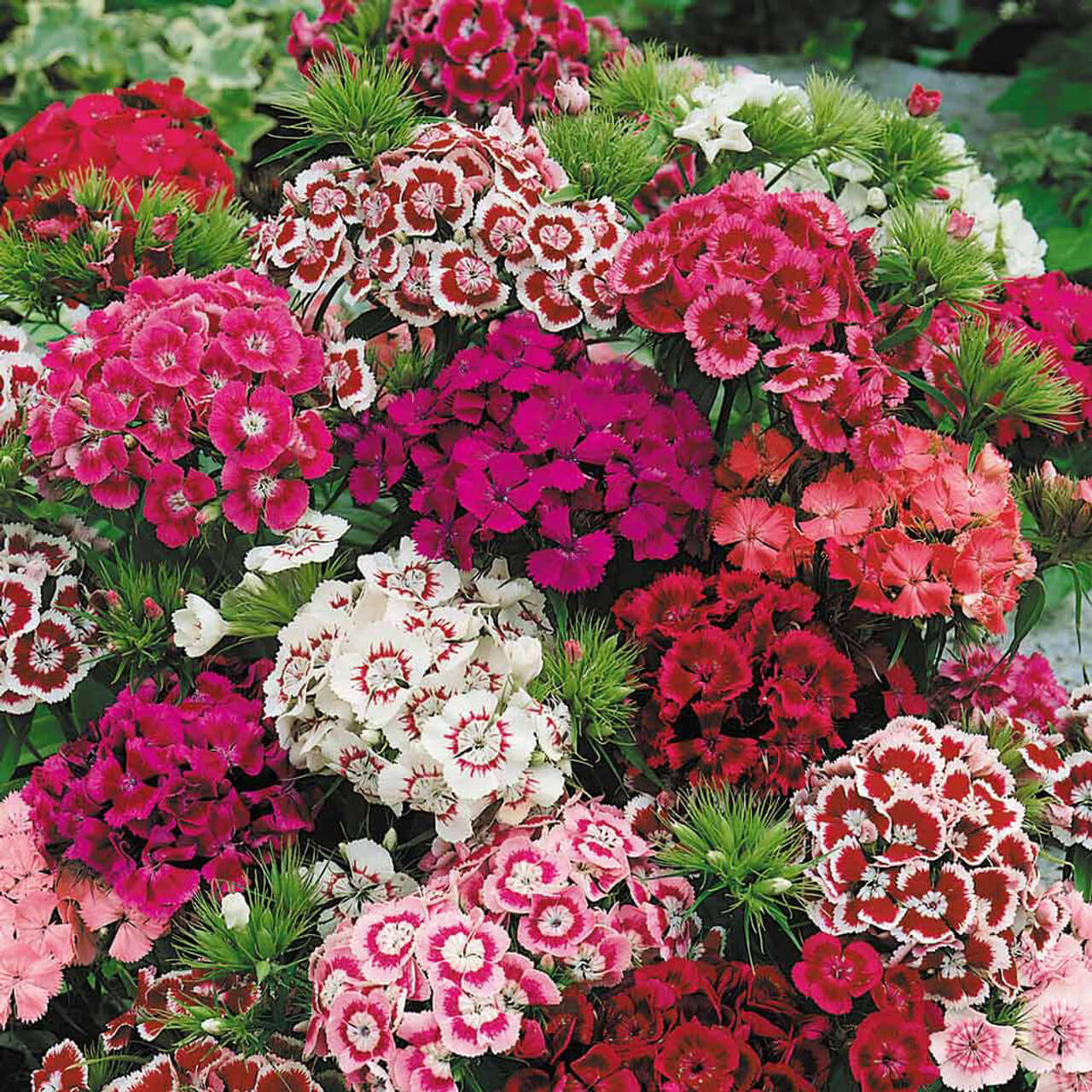 Vibrant pink, red, white dianthus bouquet from best online plant nursery