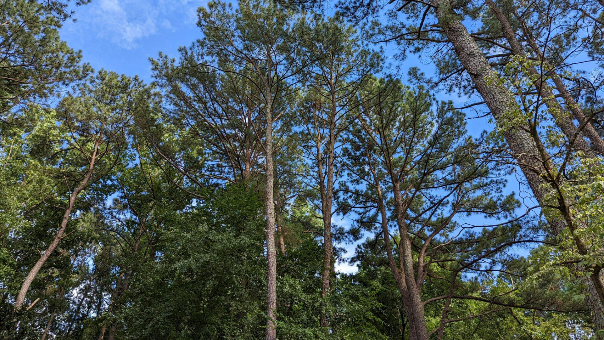 Tall stone pine seedlings with slender trunks and dense needles against blue sky
