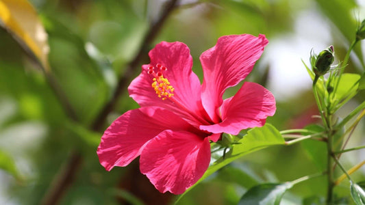 Vibrant pink hibiscus flower with ruffled petals and yellow center