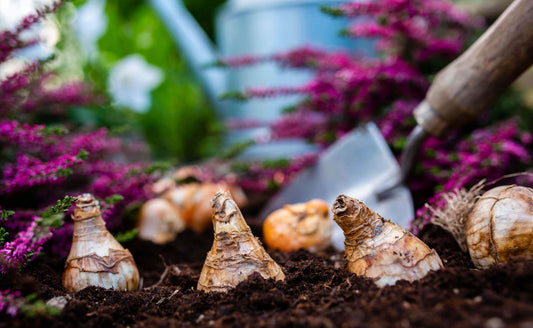 Spring beauty bulbs with brown papery skins in dark soil