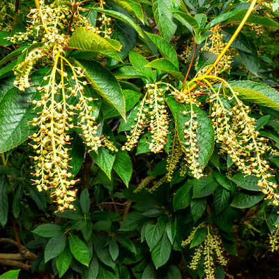 Sourwood tree with dense clusters of delicate yellow flowers and lush green leaves