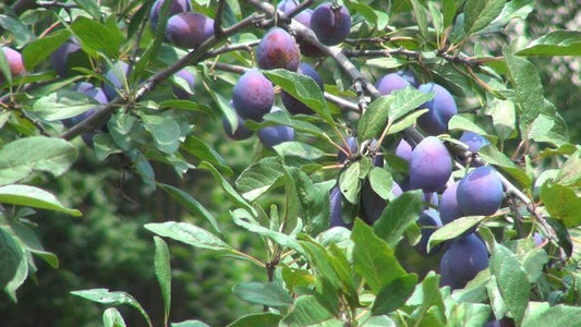 Plump deep purple plums on fruiting tree branch with green leaves