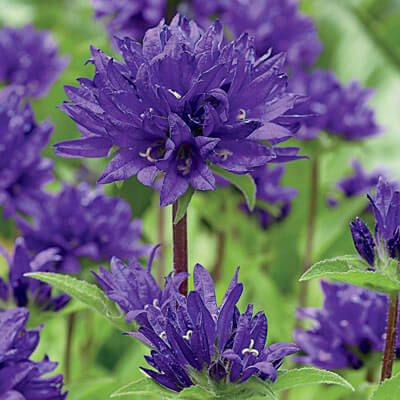 Vibrant purple bell-shaped perennial flowers with layered petals