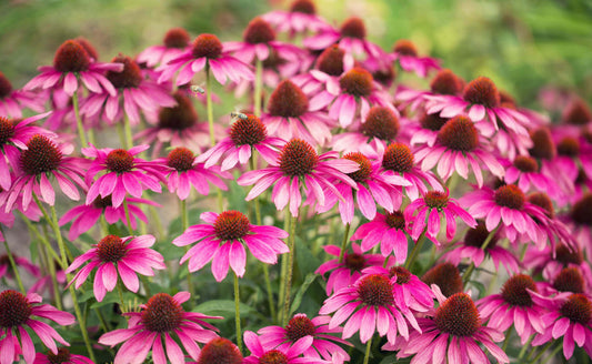 Vibrant pink coneflowers with burgundy centers in fall garden