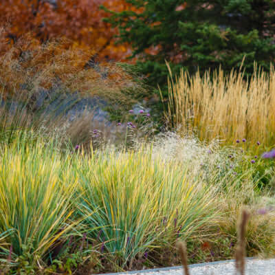 Vibrant ornamental grasses: lush bed of tall golden-yellow grasses and white flowers