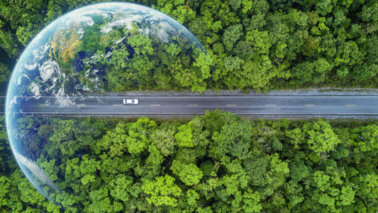 White car drives paved road through dense green forest highlighting trees significance