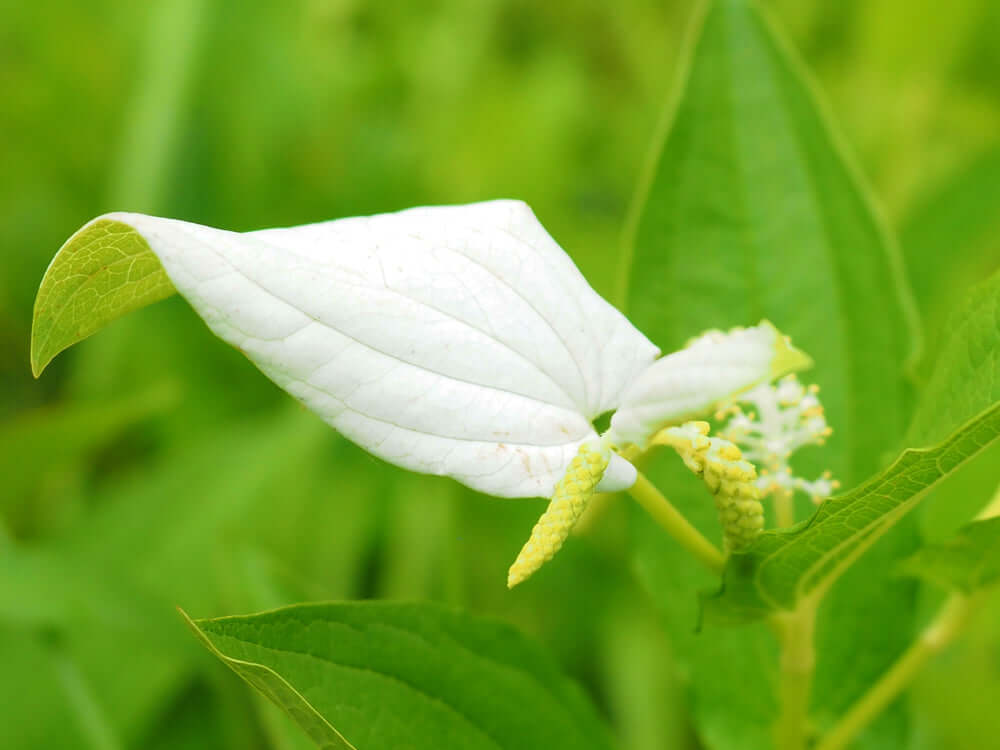 Delicate white lizards tail flower with soft leaf-like petals and yellow stamens