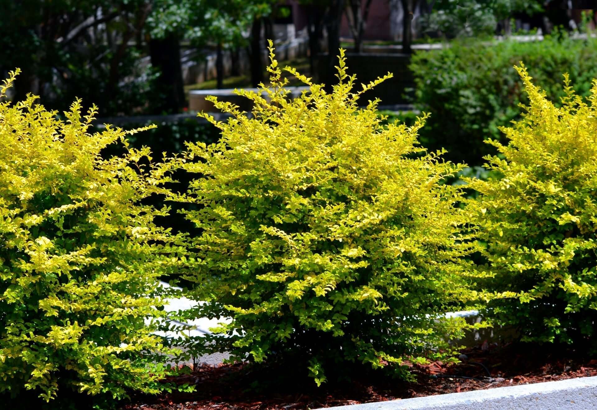 Lush golden-yellow shrubs with dense foliage for privacy hedge