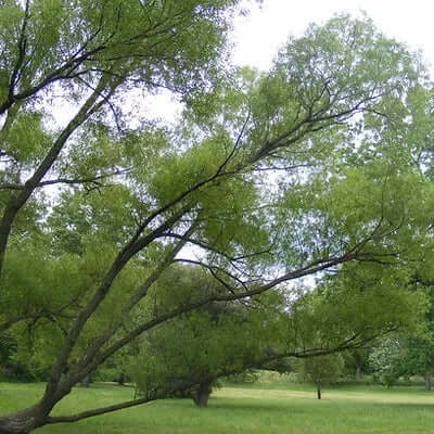 Lush green willow tree with cascading branches as live stake in sunlit park