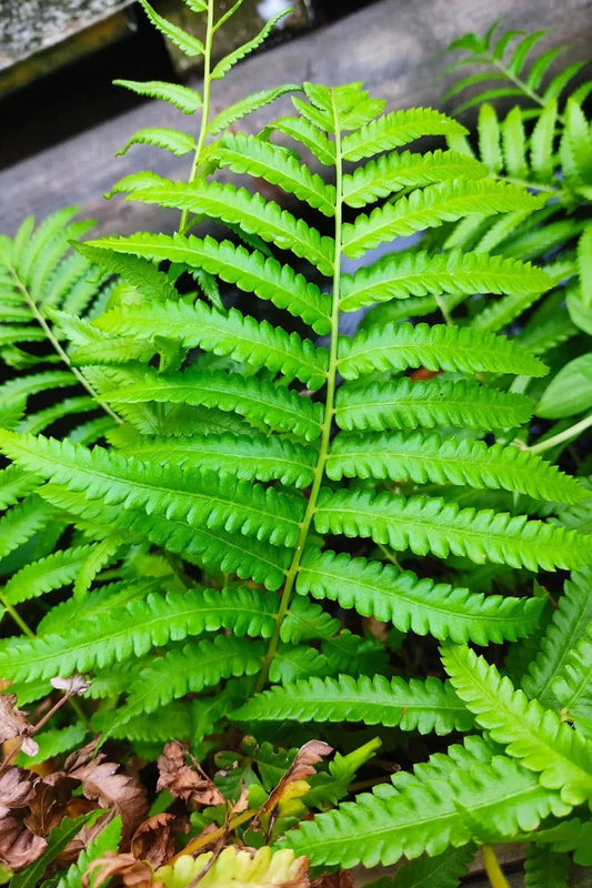 Vibrant green fern fronds for easy Tennessee shade gardens