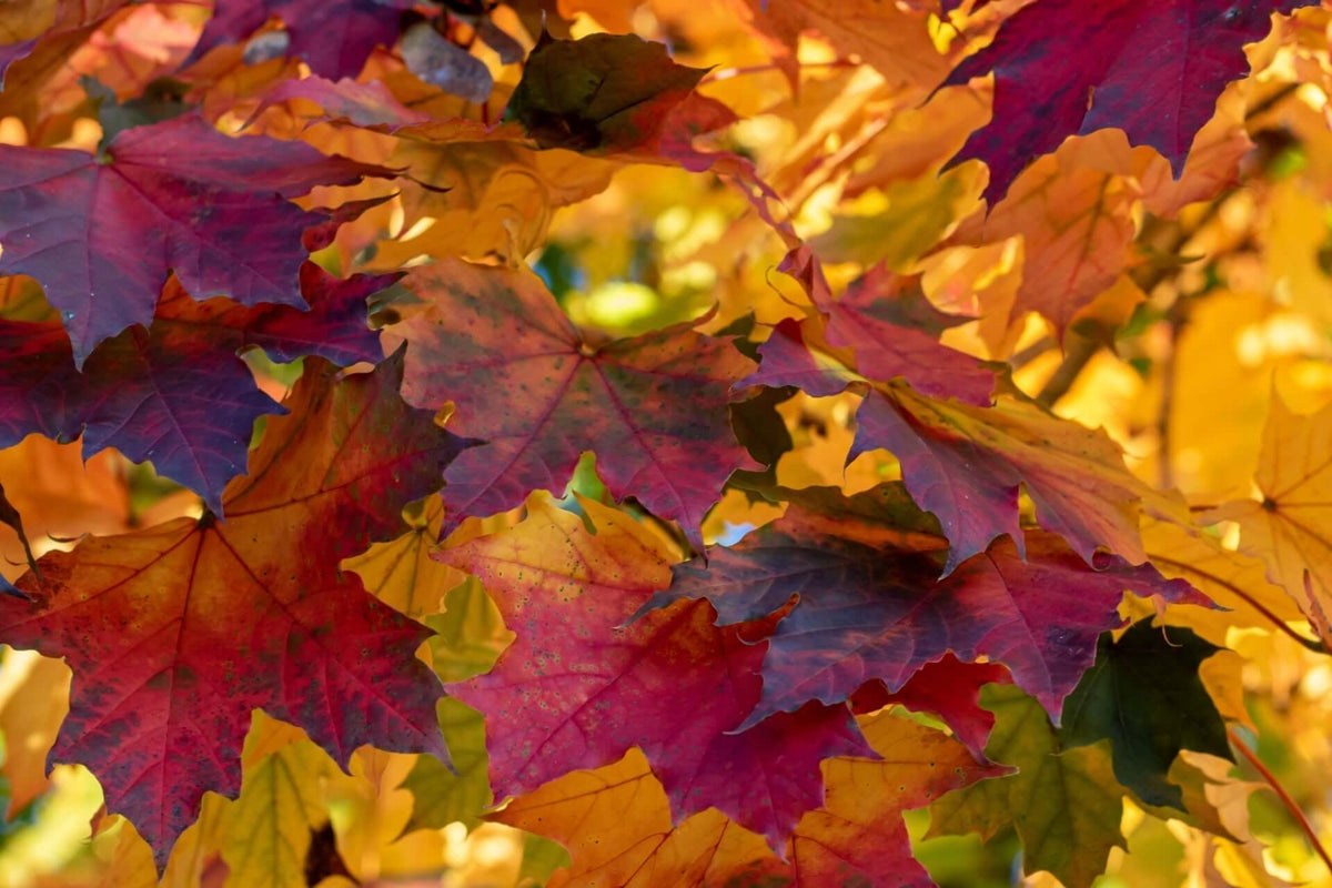 Vibrant autumn maple leaves in Tennessee: red, orange, yellow.