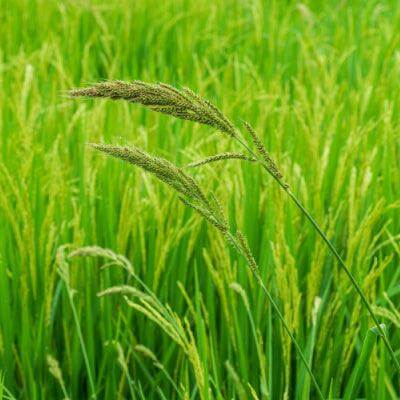 Panic grass with green stalks and golden seed heads swaying in lush field