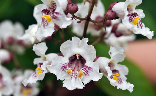 Catalpa tree white flower with ruffled petals, purple streaks, yellow center