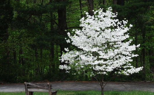 Blossoming White Princess Dogwood tree with full blooms in park