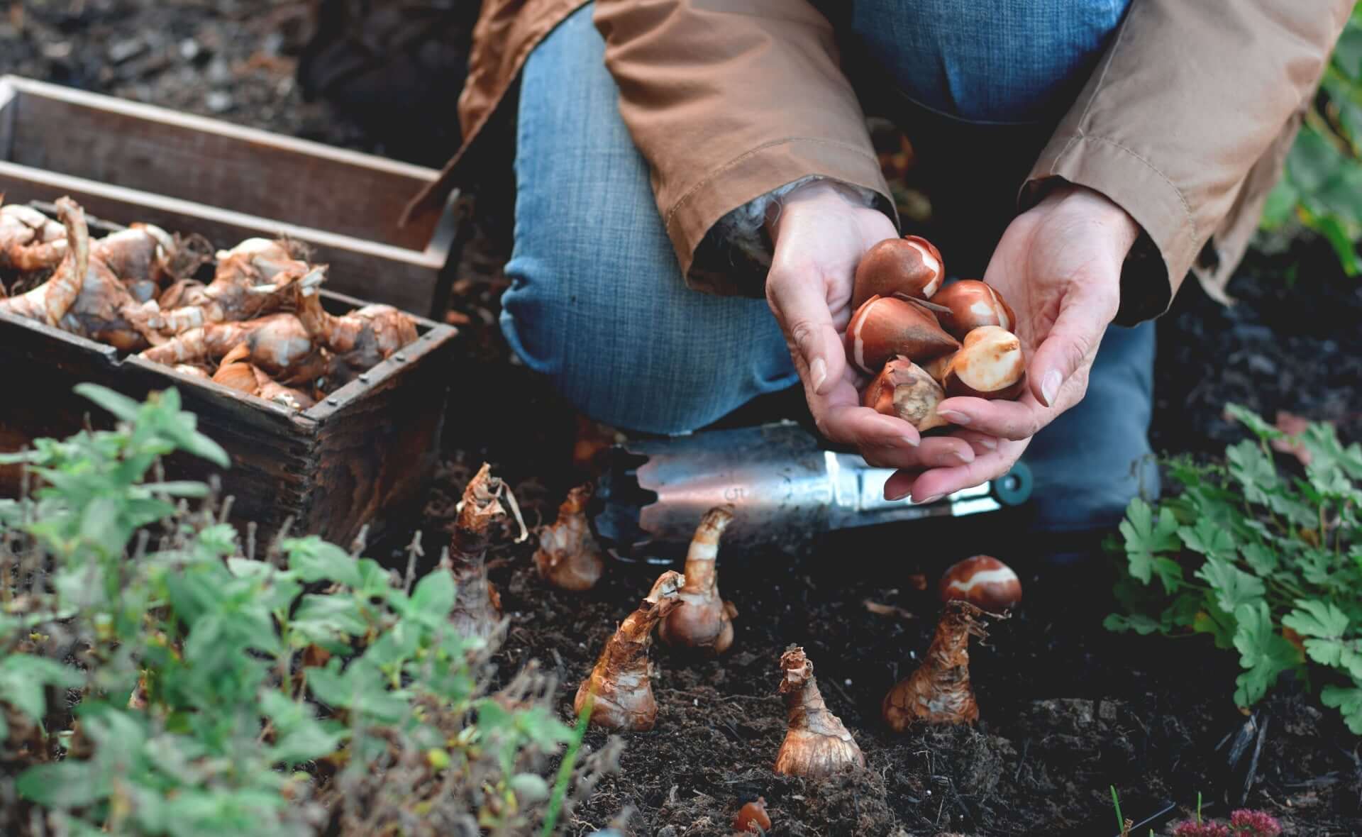 Hand holding brown papery tulip bulbs, one cut open, in Rooted in Success