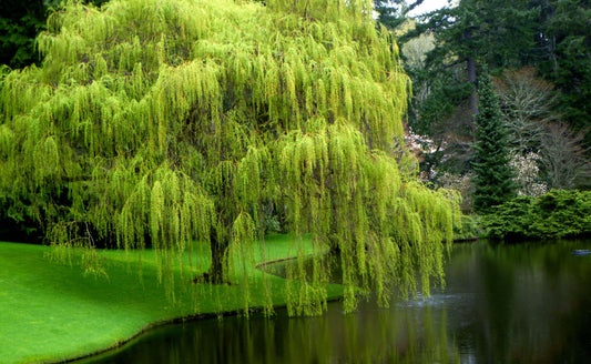 Vibrant green weeping willow tree with cascading branches over calm pond