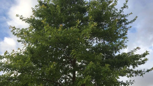 Lush pin oak tree with dense green foliage and sturdy trunk against cloudy sky