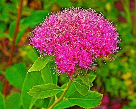Pink Spirea giant round pink fluffy flower heads with filaments and leaves