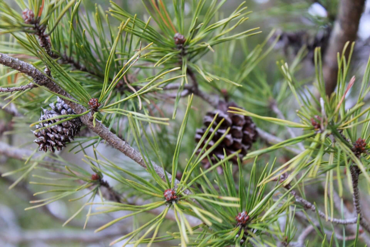 Green pine needles surround two spiky pinecones on adaptable evergreen branch