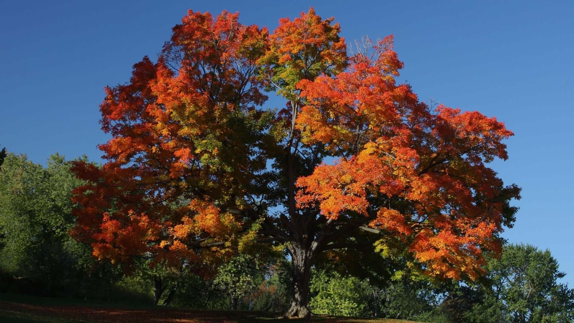 Majestic sugar maple with vibrant orange red fall foliage against blue sky