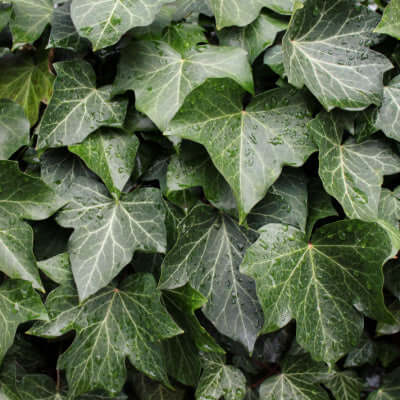 Glossy veined green English ivy leaves with subtle white markings