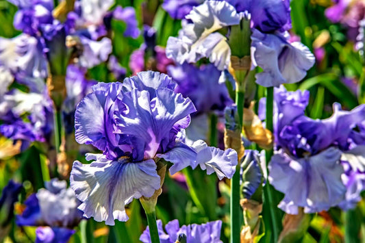 Vibrant purple and white iris flower with ruffled petals for iris garden