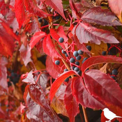 Virginia creeper vibrant red leaves with burgundy undertones and blue berries
