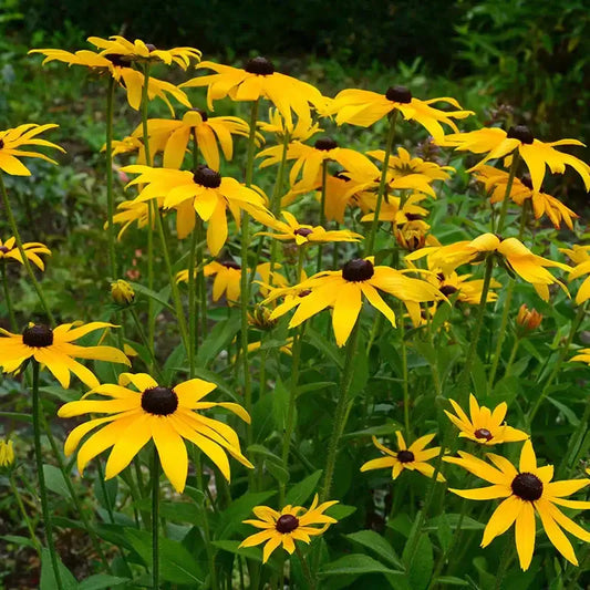 Vibrant yellow black-eyed susan flowers attract pollinators in lush garden