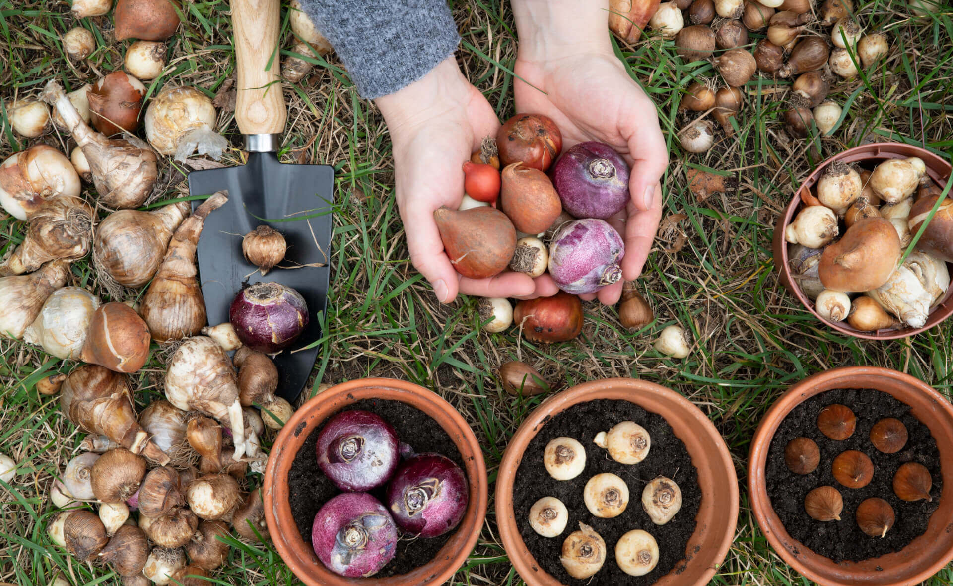 Hands cradling purple, brown, red tulip bulbs for fall planting