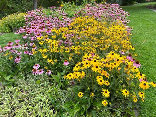 Vibrant low-maintenance garden bed with pink yellow coneflowers