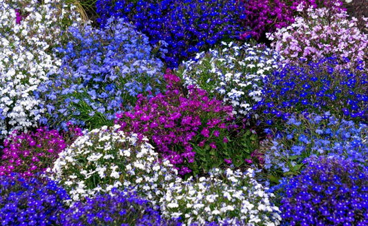 Vibrant clustered native phlox flowers in purple, blue and white